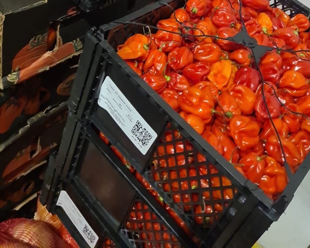 Hot Habanero Pepper-(Rodo)