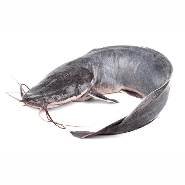 Fresh (Frozen) Catfish