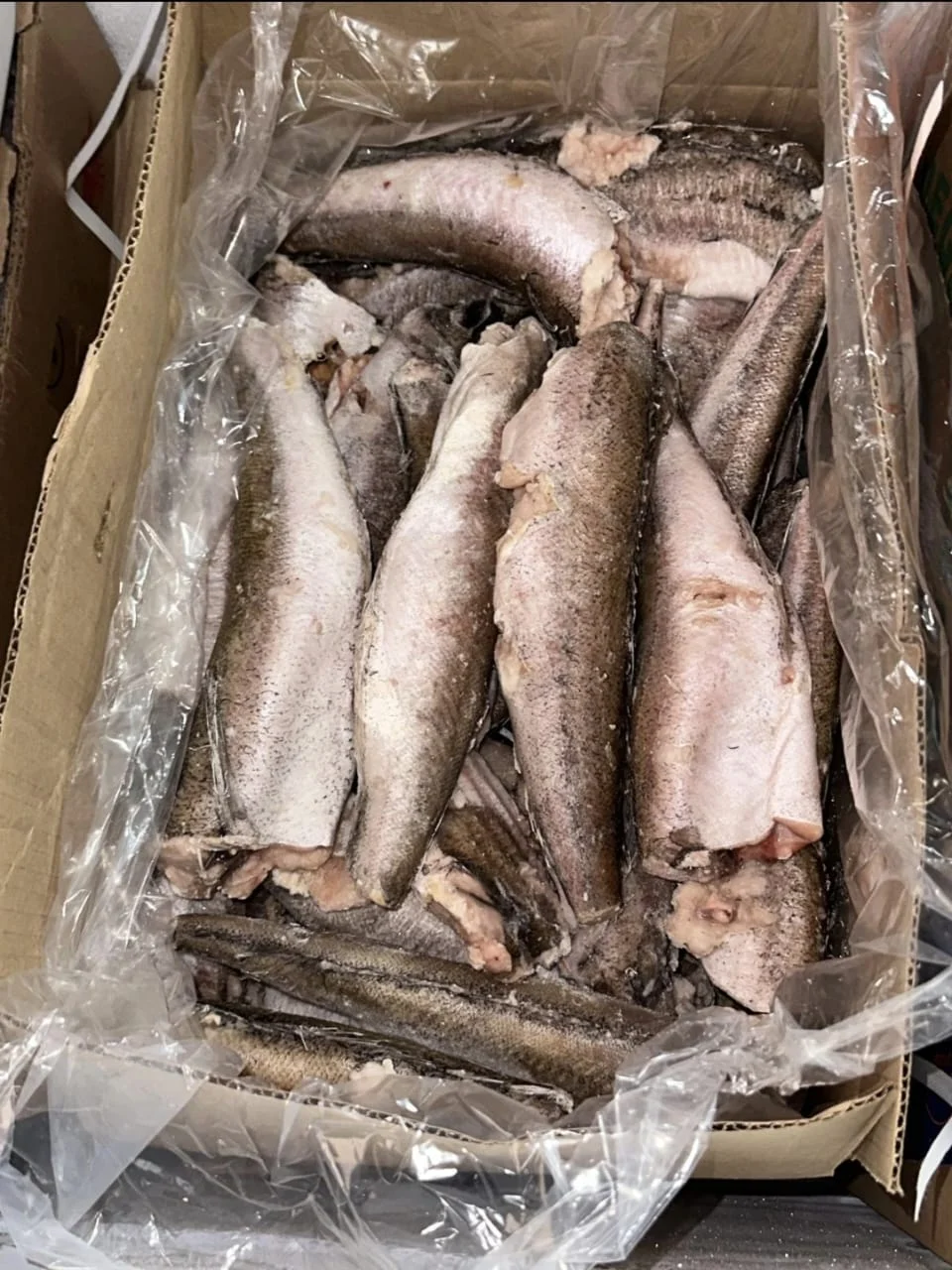 Whiting – Panla- Hake Fish