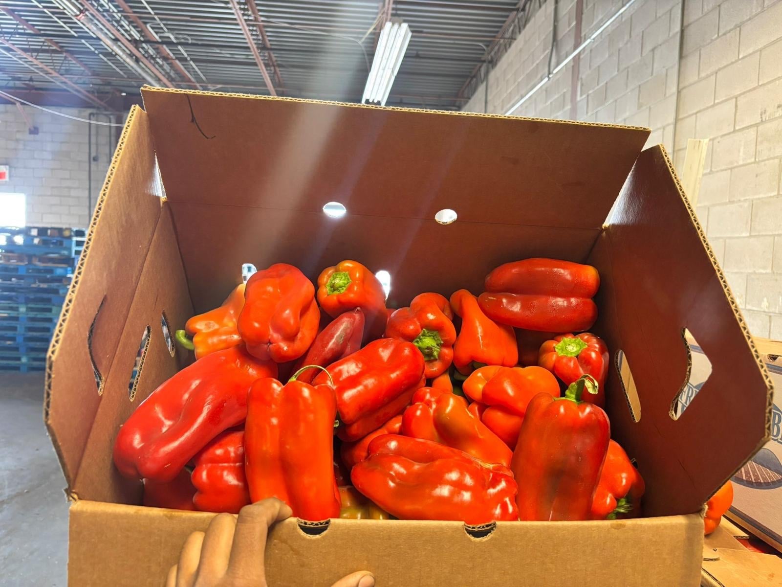 Long Bell Peppers-Bushel