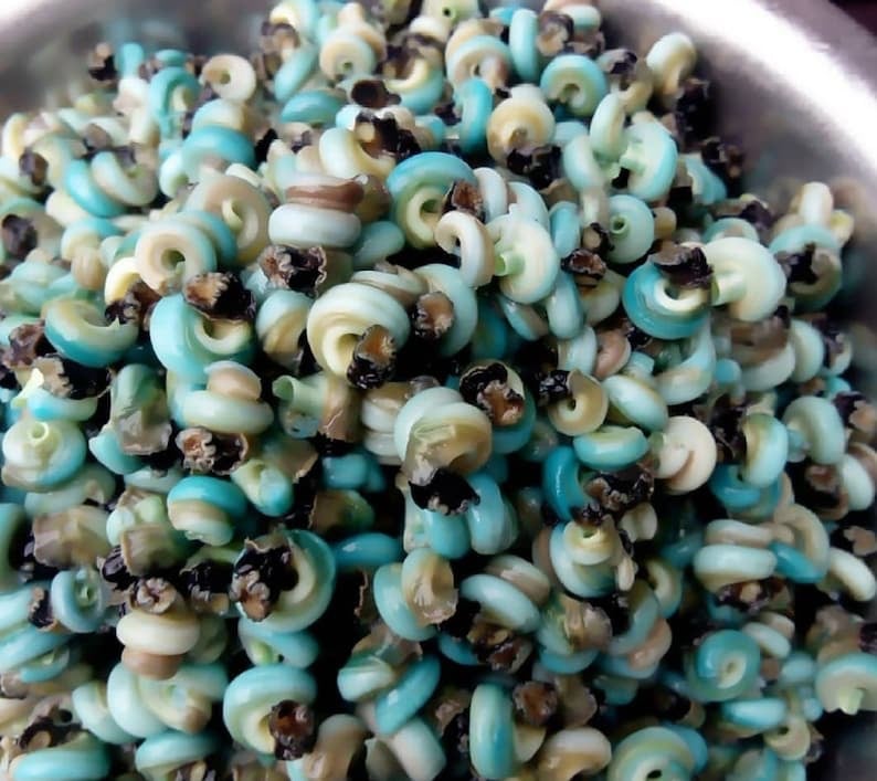 Fresh Frozen Perinwinkle