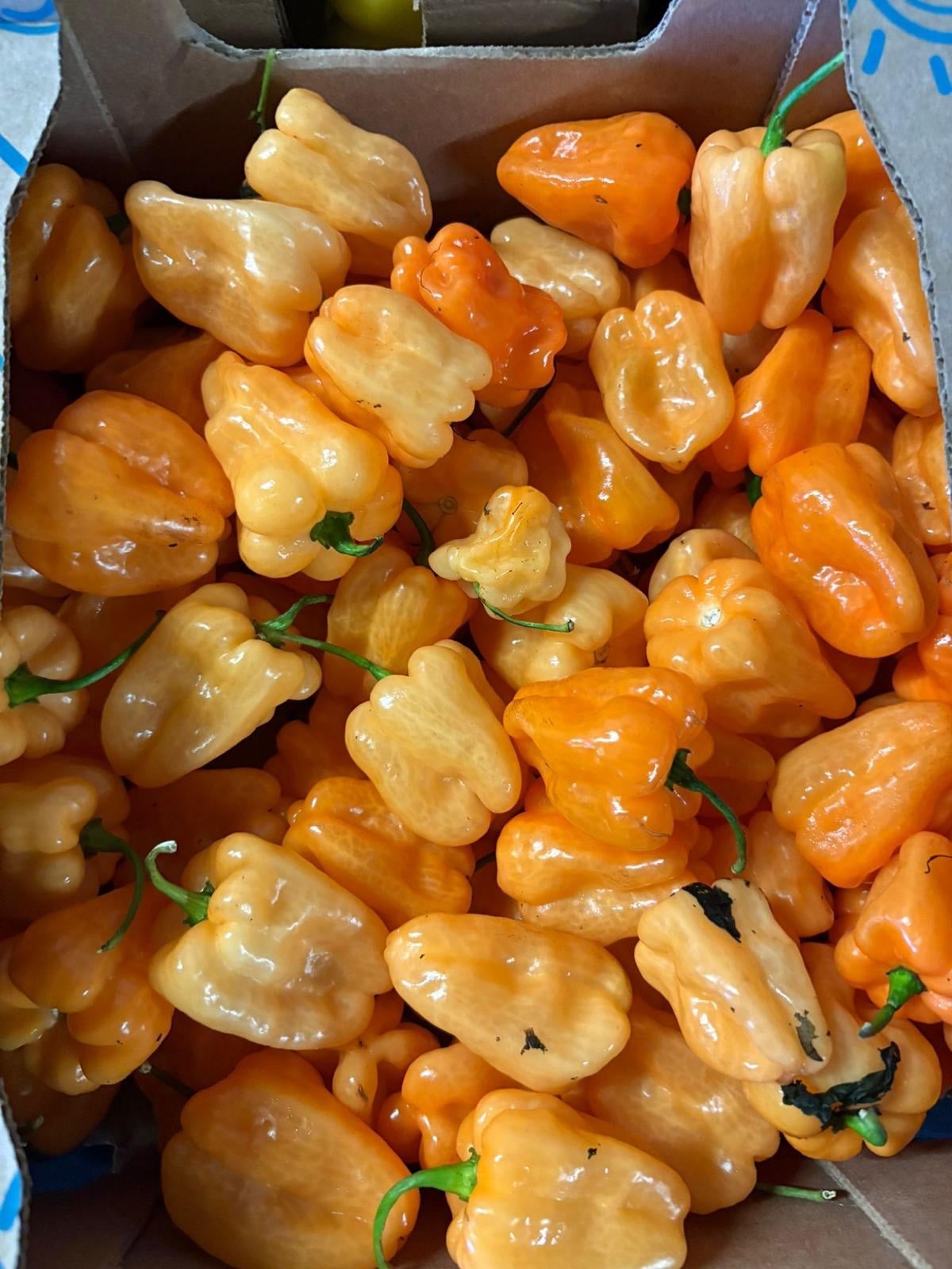 Orange and Yellow Habanero-4lbs