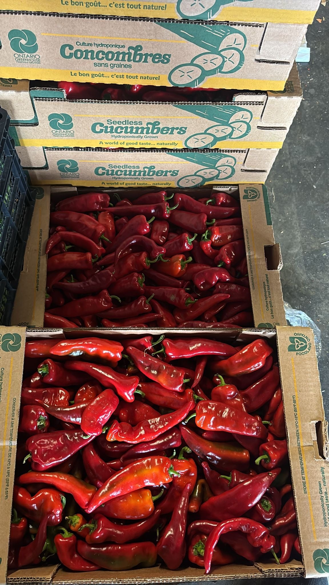 Crimson Pepper –