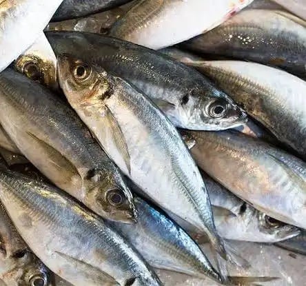 Horse Mackerel- Kote