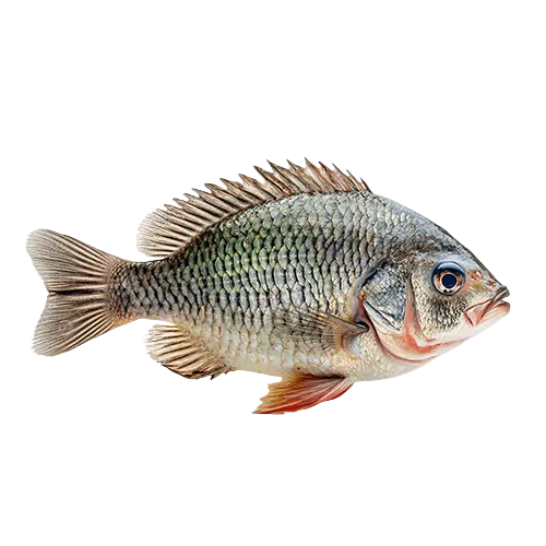 Fish