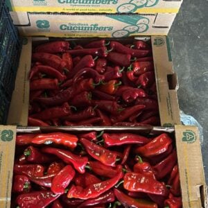 Crimson Pepper -