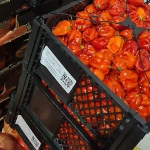 Hot Habanero Pepper-(Rodo)