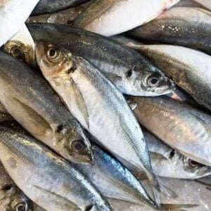 Horse Mackerel- Kote