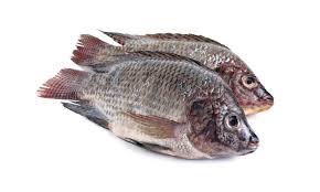 Tilapia Fish (Fresh Frozen)