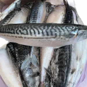Original Mackerel (Titus) Fish