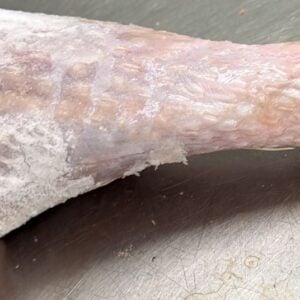 Turkey Drumstick