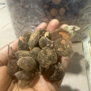 Velvet Tamarind -Likiliki