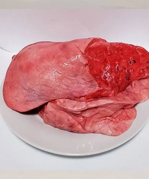 Cow Lungs