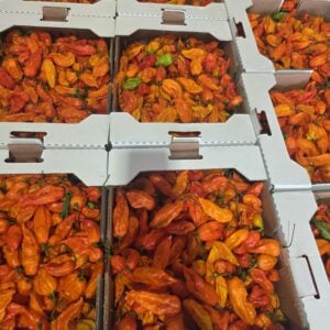 Ghost Pepper