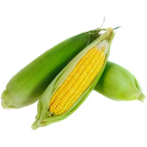 Fresh Nigerian Corn- Prebooked